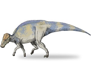 Brachylophosaurus.