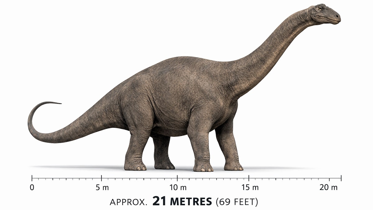 Side view reconstruction of a Brontosaurus sauropod dinosaur on a white background with a measurement scale showing its approximate 21-metre body length.