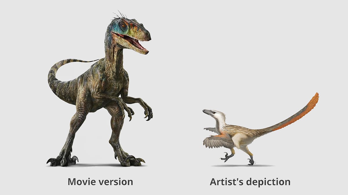 Comparison of the large Jurassic Park Velociraptor and a smaller feathered reconstruction based on fossil evidence.
