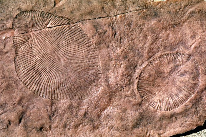Fossil impressions of Dickinsonia from Australia showing the ribbed oval shape of this ancient Ediacaran organism.