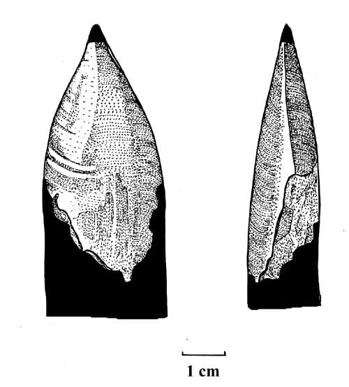 Illustration of the Diplotomodon tooth fossil, the only known specimen used to name this doubtful dinosaur genus.