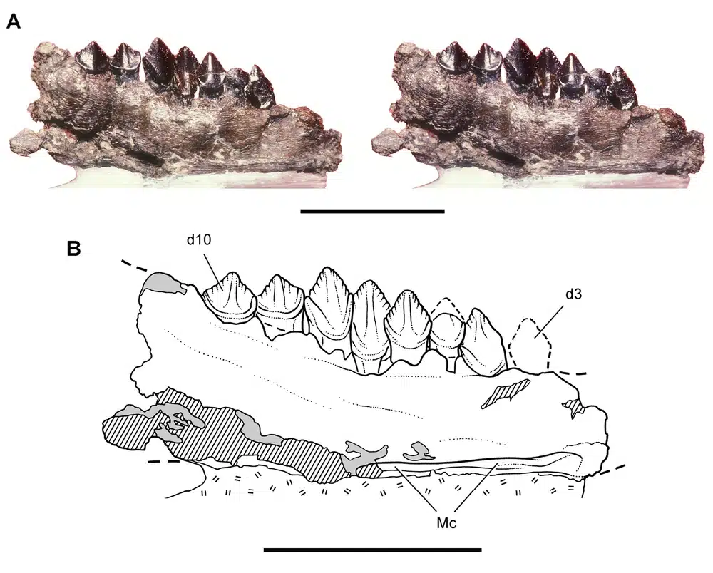Fossil dentary jaw of Echinodon becklesii showing small canine-like front teeth and larger leaf-shaped chewing teeth, with a scientific line drawing reconstruction beneath.