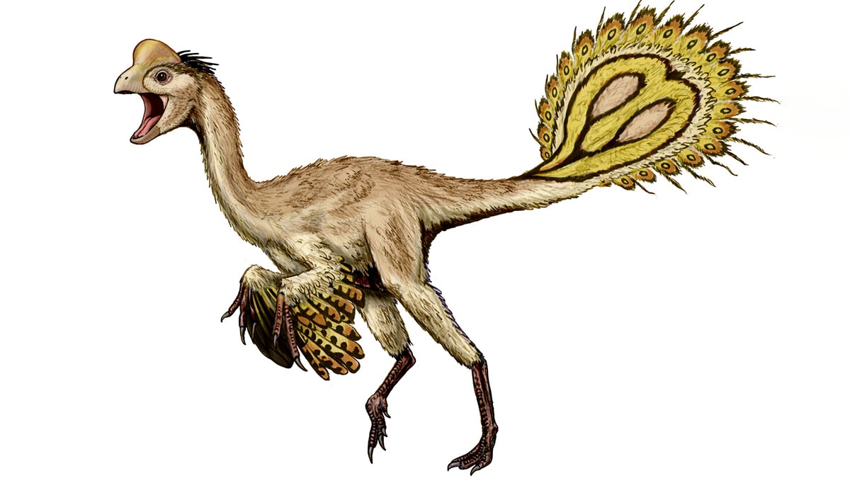 Feathered caenagnathid with eye-spotted tail