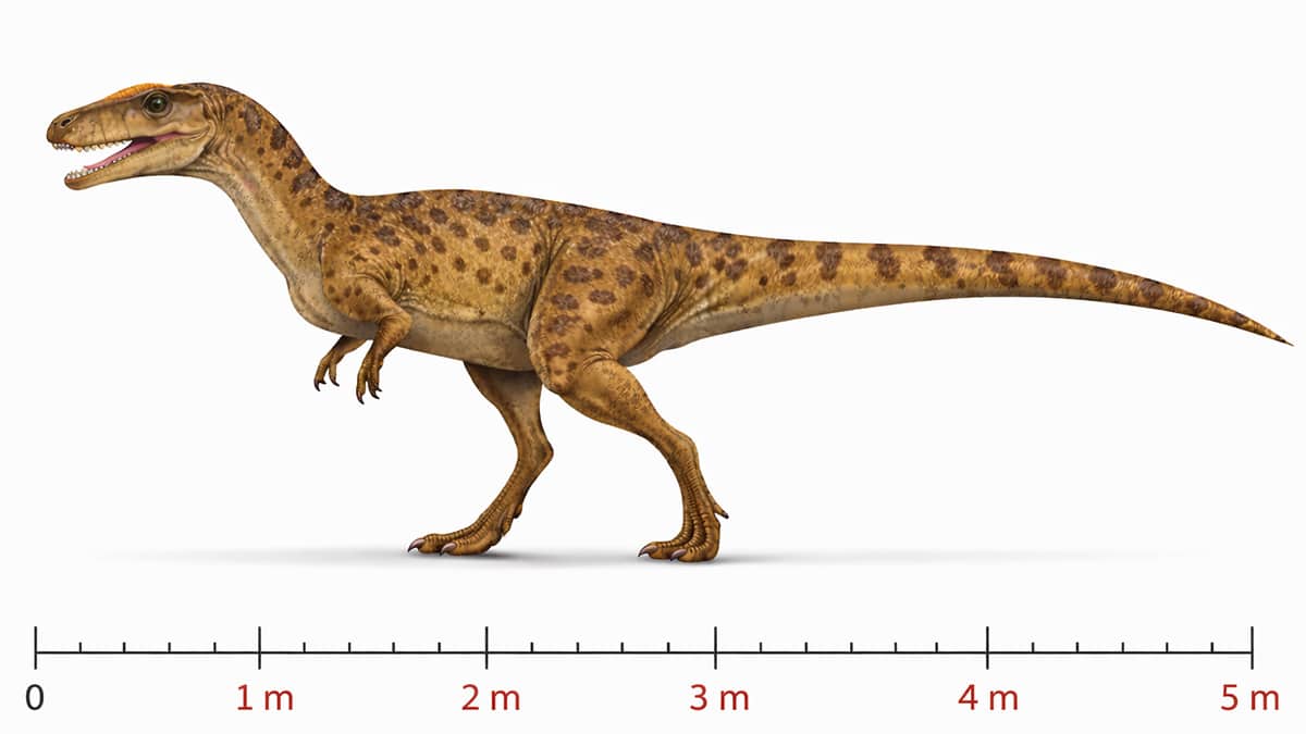 Side-view reconstruction of the theropod dinosaur Gojirasaurus with a measurement scale beneath the body showing an estimated length of about 5.5 metres.