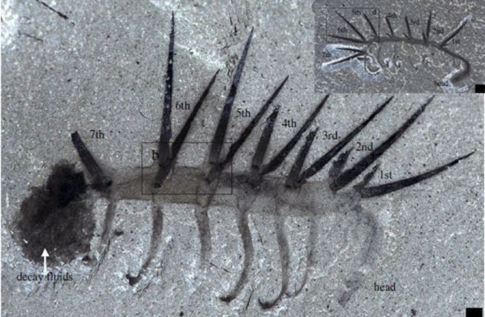 Fossil of Hallucigenia showing the correct orientation with the head identified after earlier reconstructions placed the animal upside down.