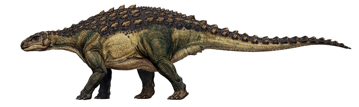 Side view reconstruction of the armored dinosaur Heishansaurus with bony plates along its back and a long tail, shown on a white background.