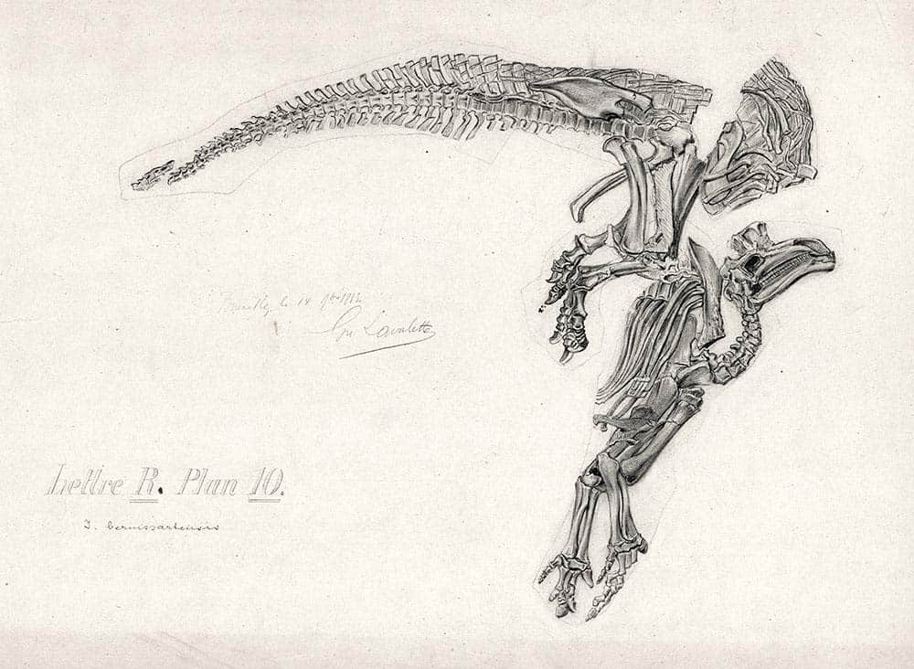 Iguanodon fossil drawn in 1882