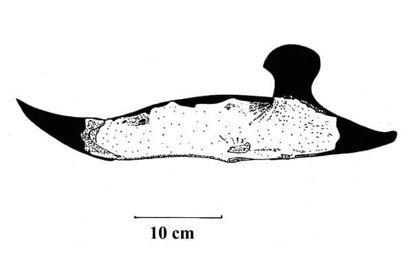 Black and white illustration of the Notoceratops fossil dentary, showing an incomplete left lower jaw with a 10 cm scale bar.