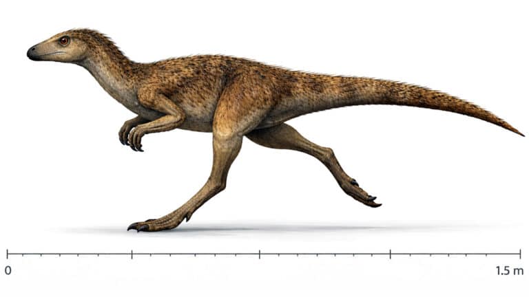 Life reconstruction of Eucoelophysis baldwini running with protofeather-like filaments, Late Triassic dinosauriform about 1.5 m long
