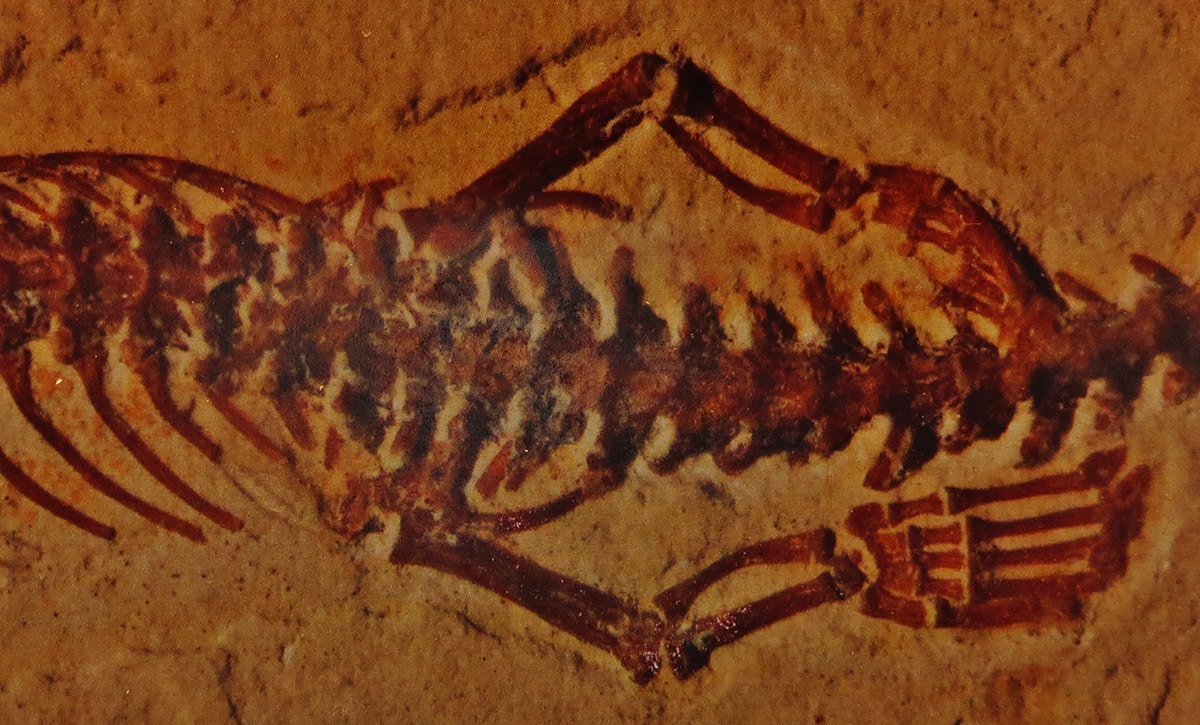 Fossil of Tetrapodophis showing the elongated body and small hind limbs that led scientists to interpret it as a four-legged snake.
