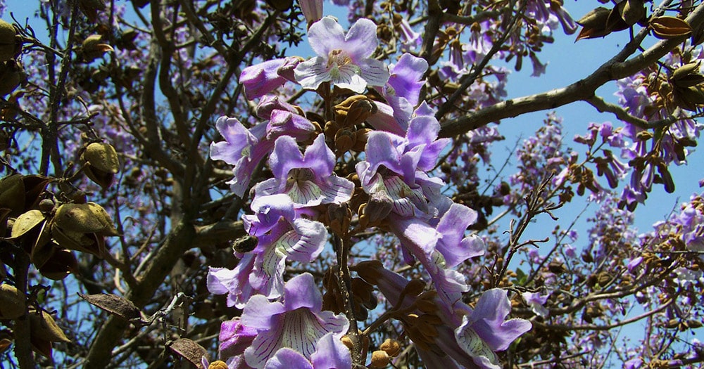 Emperor Flowering Tree